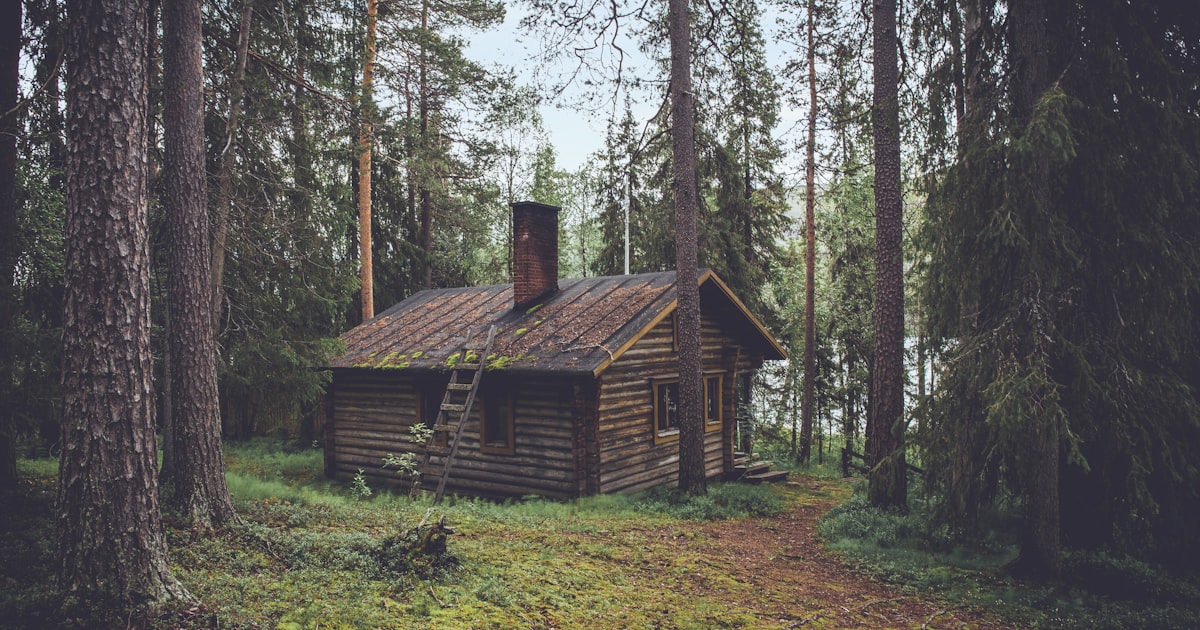 Timmerstuga i skogen omgiven av höga tallar